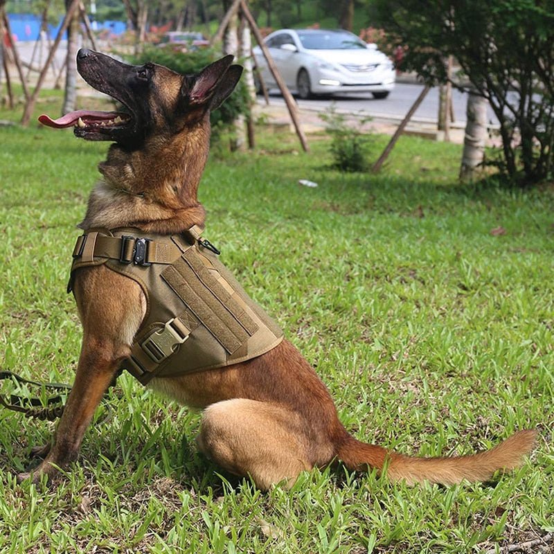 Dog harness clearance with metal buckle